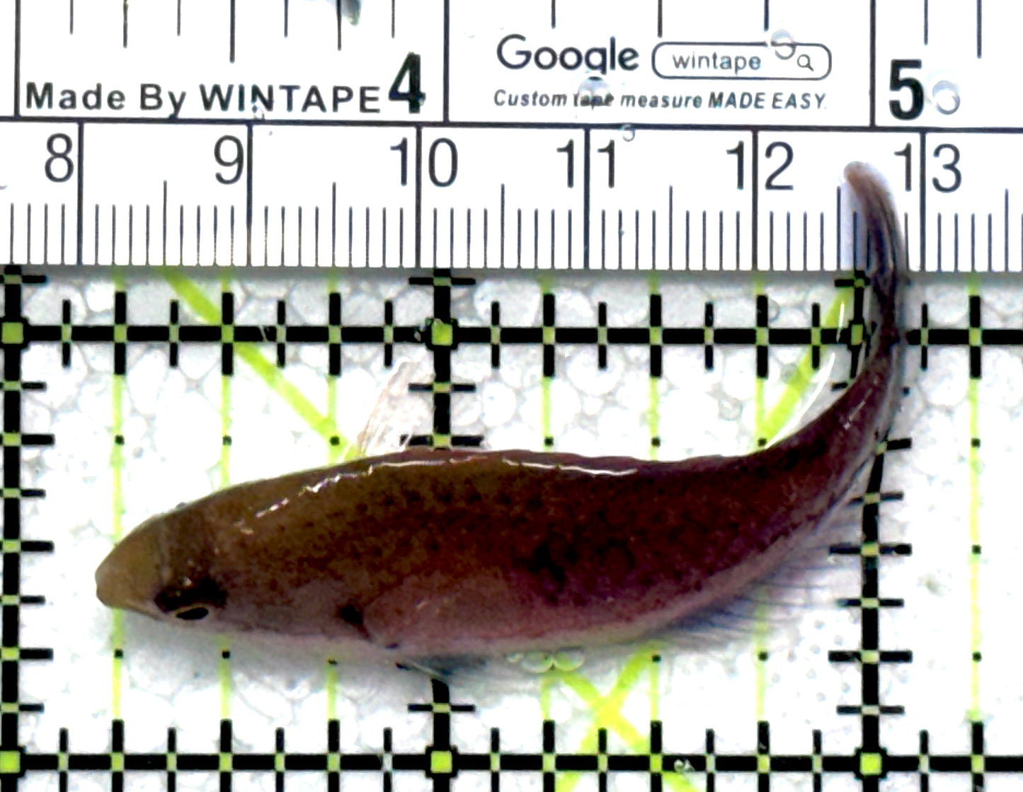 Blueside Fairy Wrasse BFW121501 WYSIWYG Size: M 2.5" approx