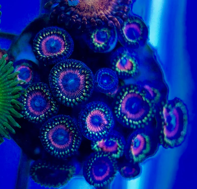 Aquacultured Zoanthids/Playthoa AZP050501 WYSIWYG