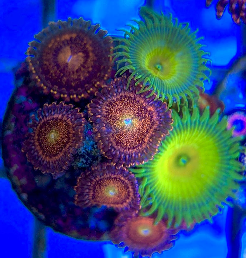 Aquacultured Zoanthids/Playthoa AZP050502 WYSIWYG