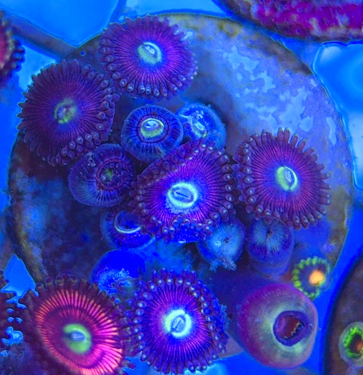 Aquacultured Zoanthids/Playthoa AZP050503 WYSIWYG