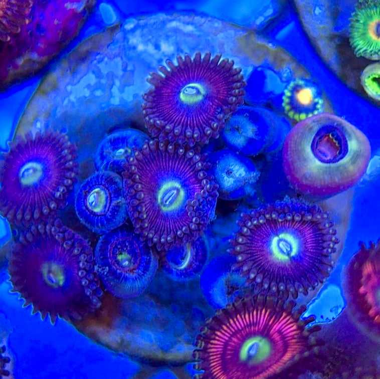 Aquacultured Zoanthids/Playthoa AZP050503 WYSIWYG