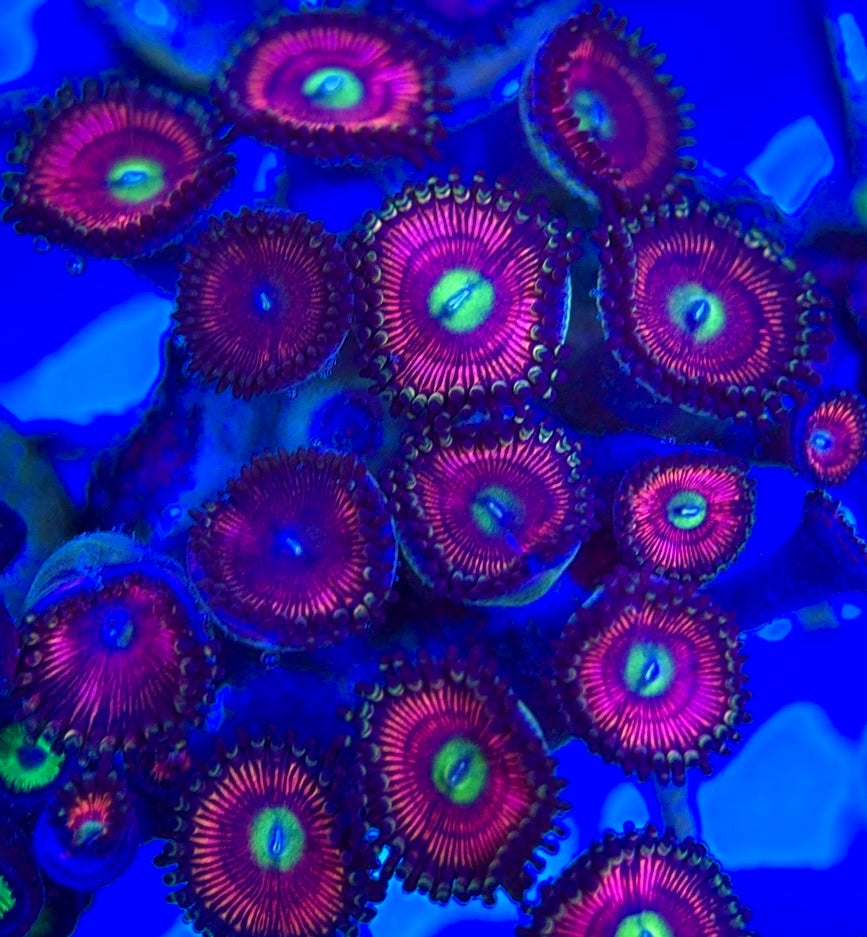 Aquacultured Zoanthids/Playthoa AZP050504 WYSIWYG