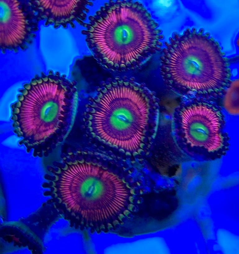 Aquacultured Zoanthids/Playthoa AZP050505 WYSIWYG