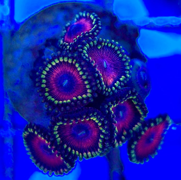 Aquacultured Zoanthids/Playthoa AZP050506 WYSIWYG