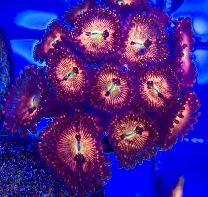 Aquacultured Zoanthids/Playthoa AZP050507 WYSIWYG