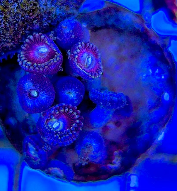 Aquacultured Zoanthids/Playthoa AZP050508 WYSIWYG