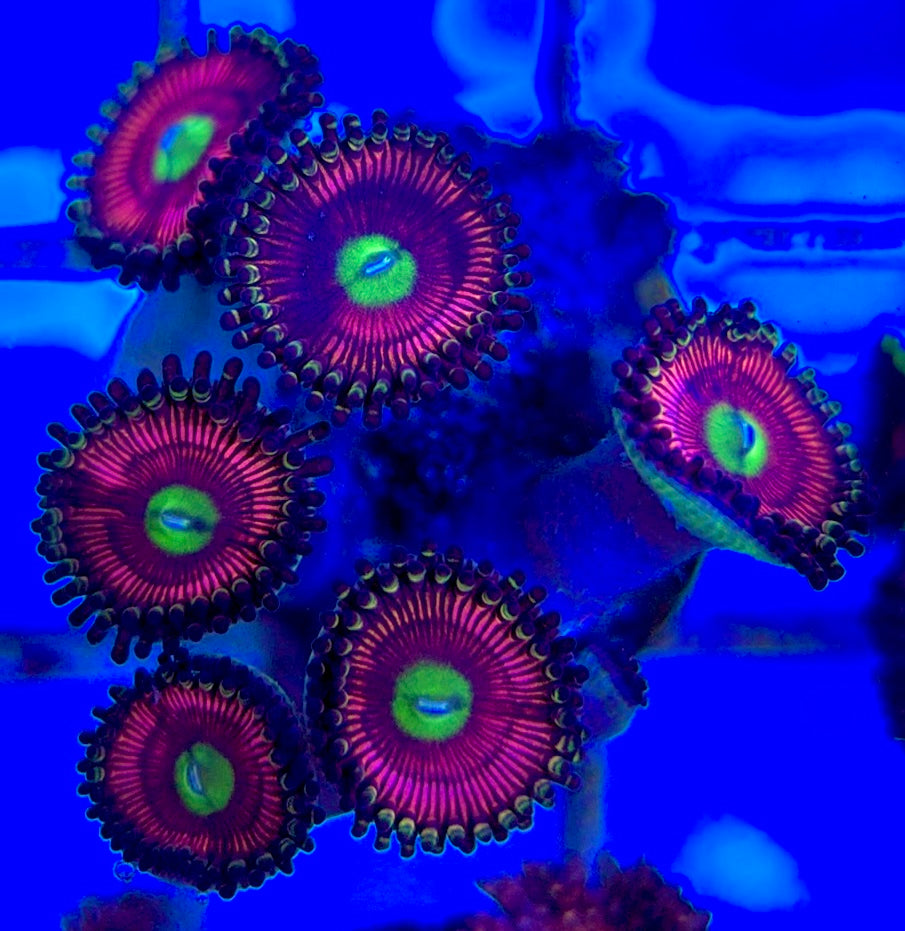 Aquacultured Zoanthids/Playthoa AZP050509 WYSIWYG
