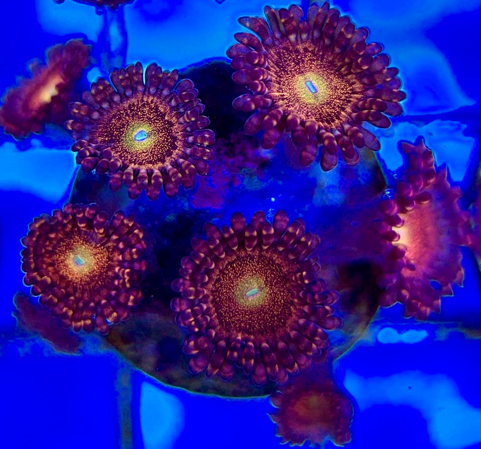 Aquacultured Zoanthids/Playthoa AZP050510 WYSIWYG