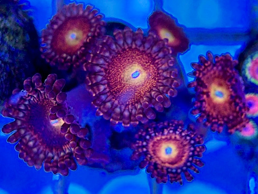 Aquacultured Zoanthids/Playthoa AZP050511 WYSIWYG