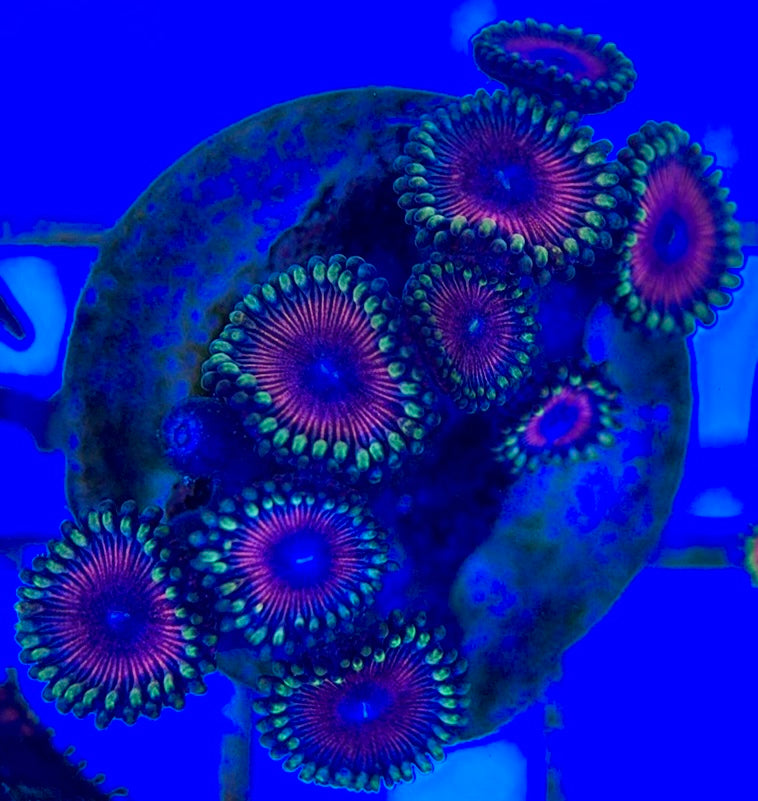 Aquacultured Zoanthids/Playthoa AZP050512 WYSIWYG