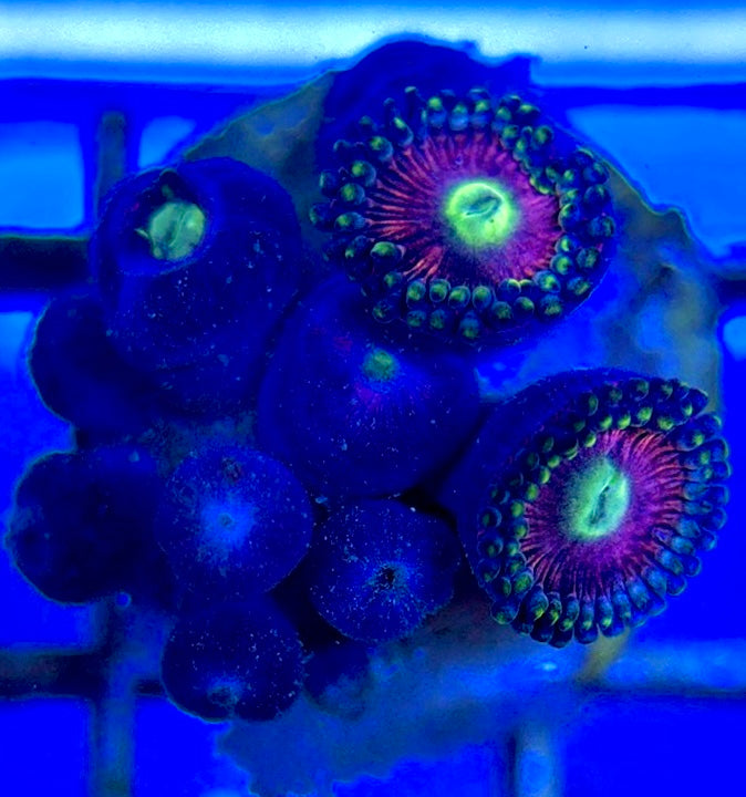 Aquacultured Zoanthids/Playthoa AZP050501 WYSIWYG