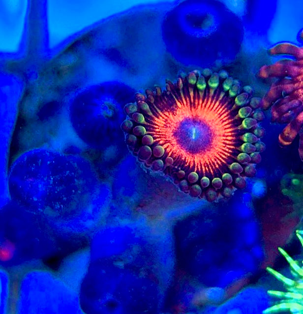 Aquacultured Zoanthids/Playthoa AZP050502 WYSIWYG