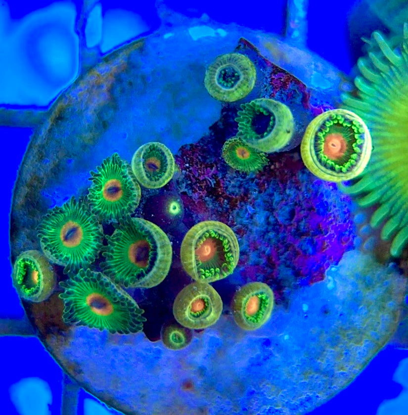 Aquacultured Zoanthids/Playthoa AZP050503 WYSIWYG