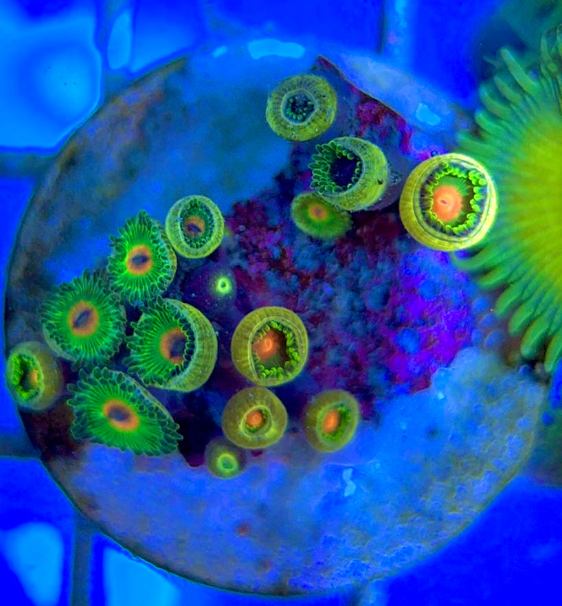 Aquacultured Zoanthids/Playthoa AZP050503 WYSIWYG
