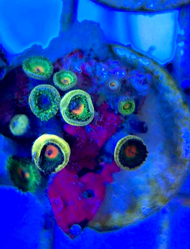 Aquacultured Zoanthids/Playthoa AZP050504 WYSIWYG