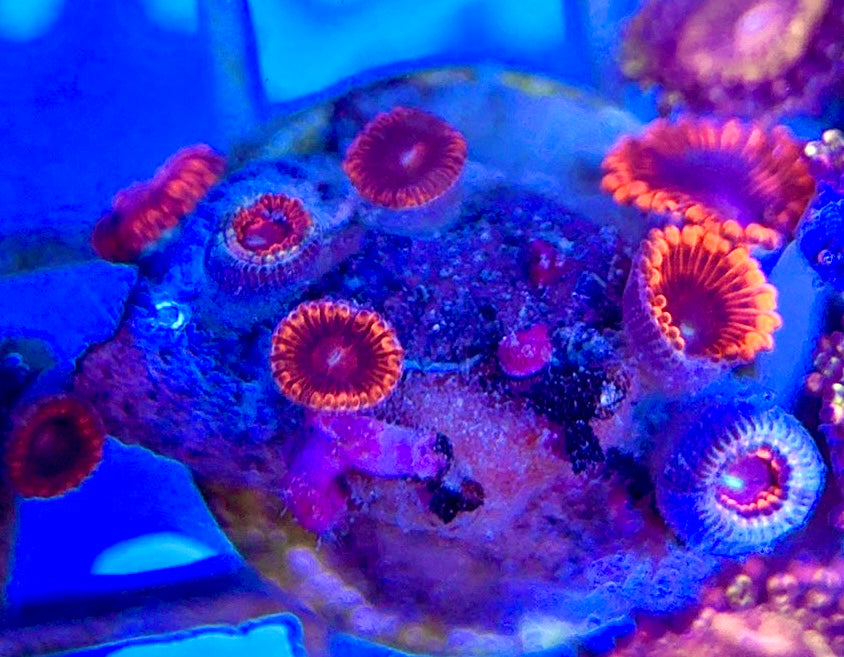 Aquacultured Zoanthids/Playthoa AZP050505 WYSIWYG
