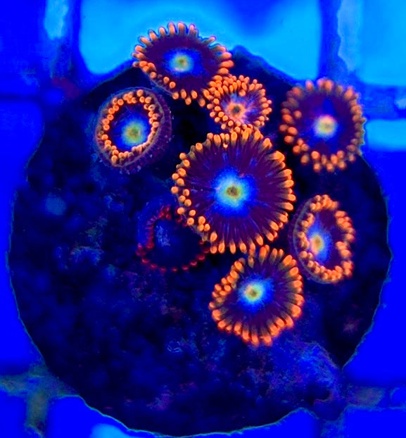 Aquacultured Zoanthids/Playthoa AZP050506 WYSIWYG