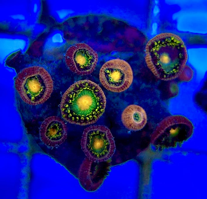Aquacultured Zoanthids/Playthoa AZP050507 WYSIWYG