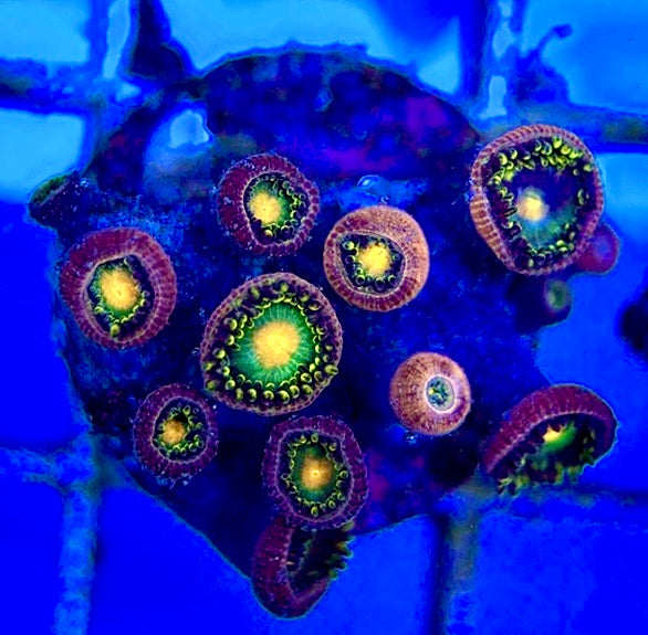 Aquacultured Zoanthids/Playthoa AZP050507 WYSIWYG
