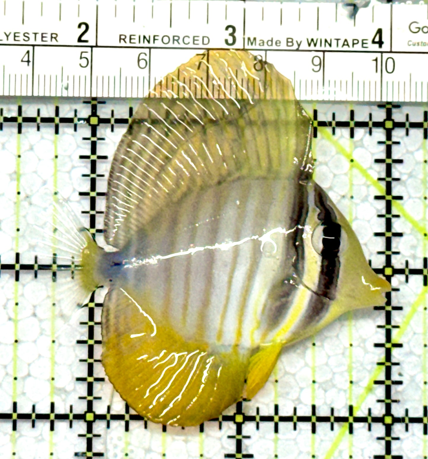 Sailfin Tang ST122101 WYSIWYG Size: SM 2.5"