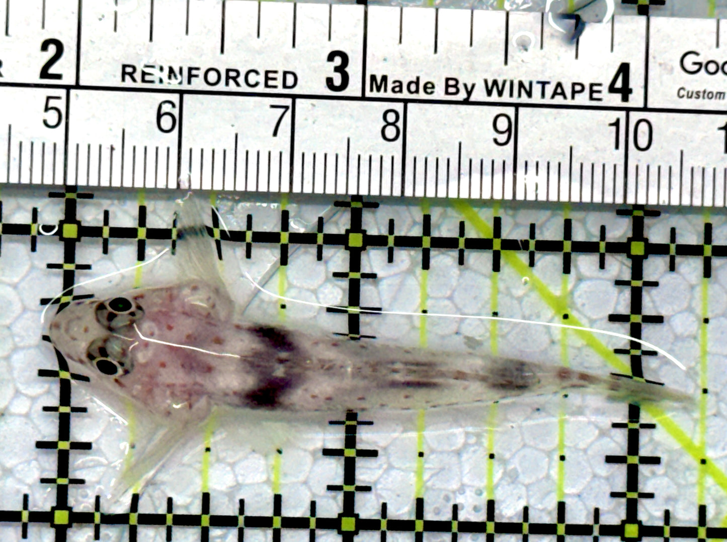 Cave Transparent Fusi Cleaner Goby CTFCG122101 WYSIWYG Size: L 2.25"