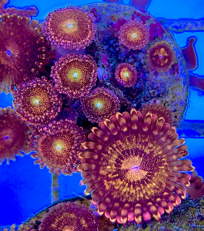 Aquacultured Zoanthids/Playthoa AZP050511 WYSIWYG