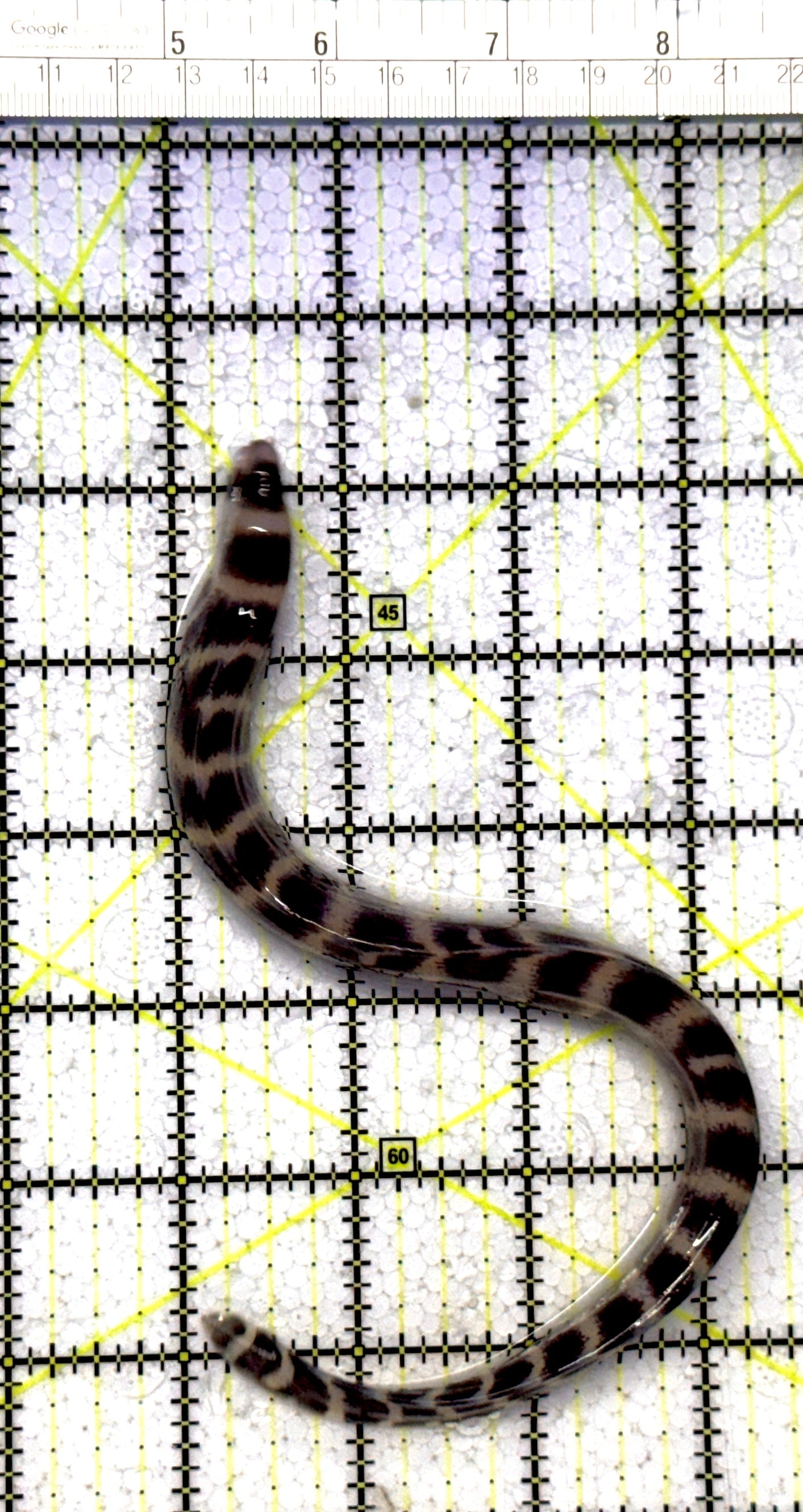 Banded Moray Eel BME122302 WYSIWYG Size: S 6" to 10" approx