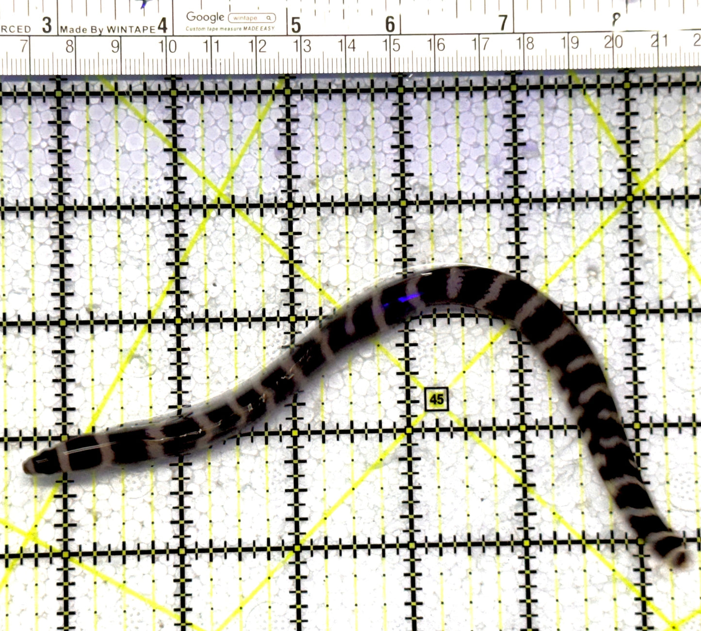 Banded Moray Eel BME122301 WYSIWYG Size: S 6" to 10" approx