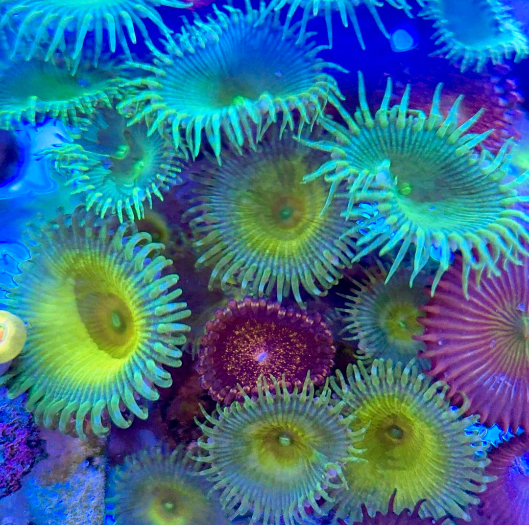 Aquacultured Zoanthids/Playthoa AZP050503 WYSIWYG