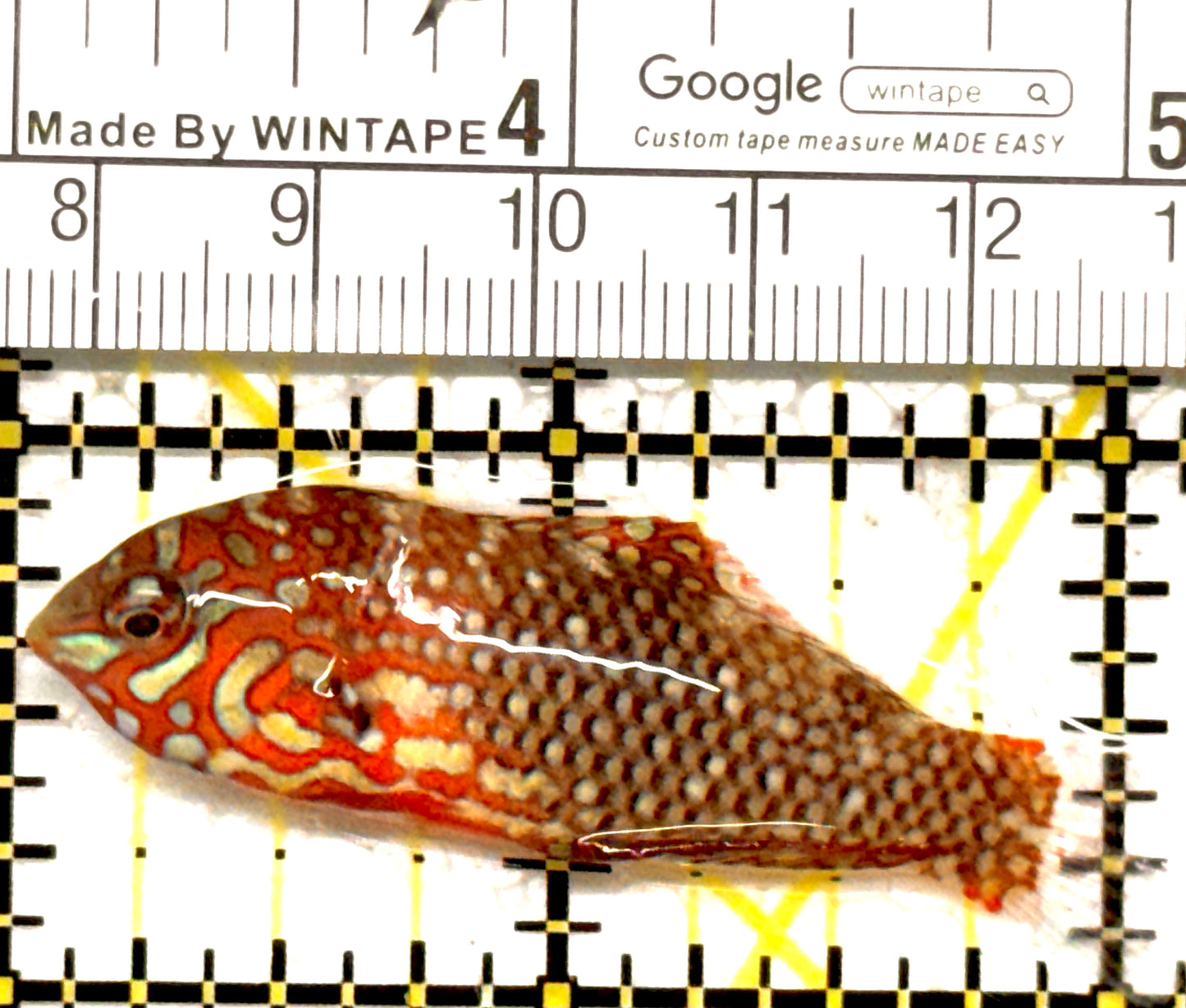Ornate Leopard Wrasse OLW122202 WYSIWYG Size: ML 2" approx