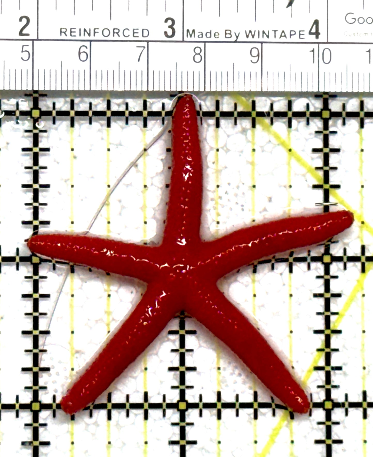 Red Orange Linckia Starfish A grade (Maldives) ROLSAG122201 WYSIWYG Size: Small 2.25" approx