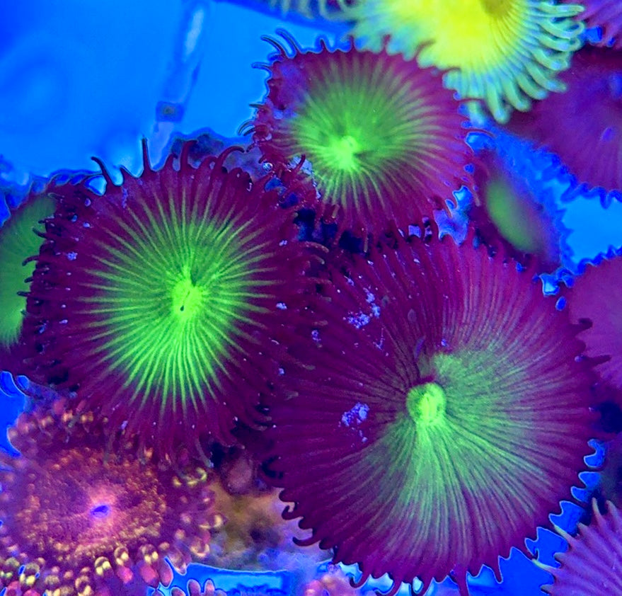 Aquacultured Zoanthids/Playthoa AZP050504 WYSIWYG