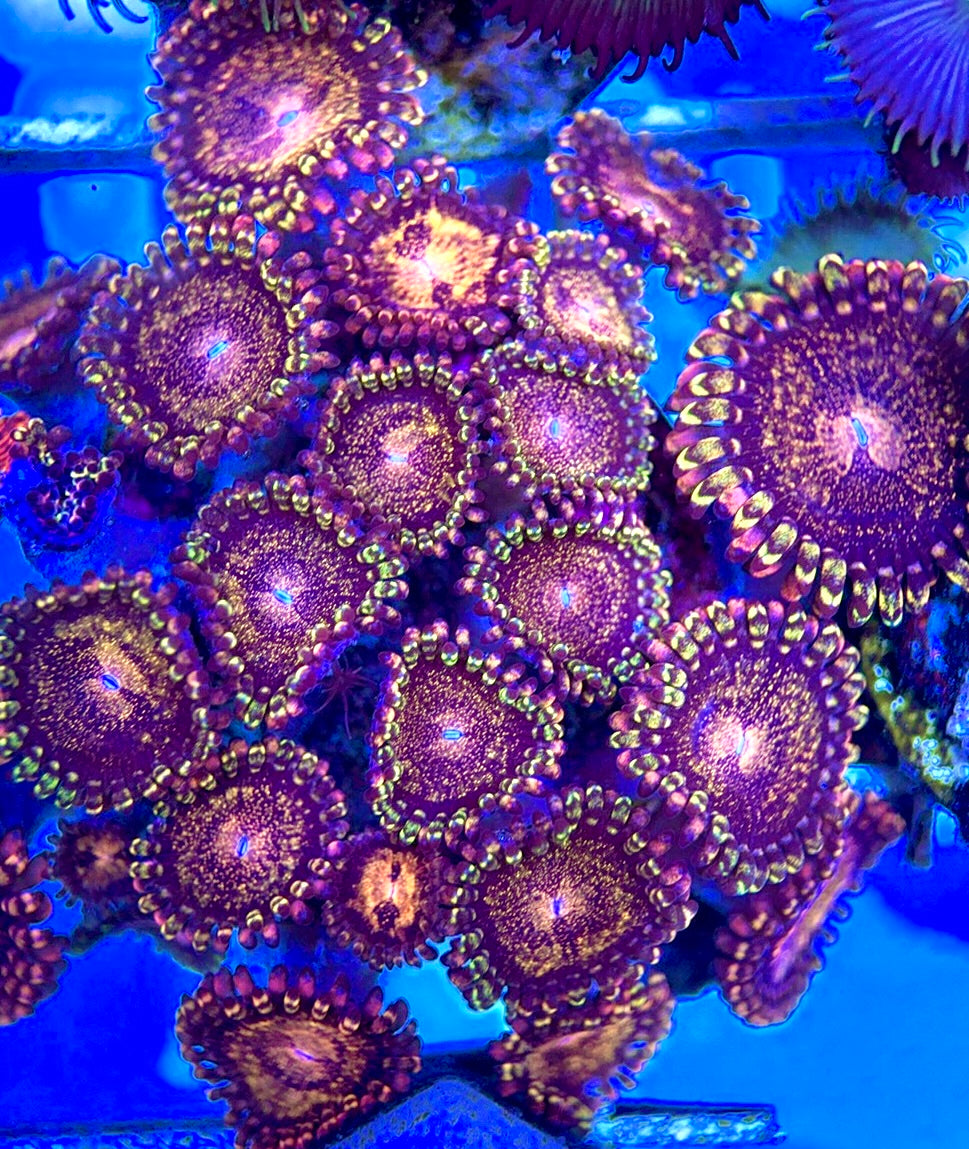 Aquacultured Zoanthids/Playthoa AZP050505 WYSIWYG
