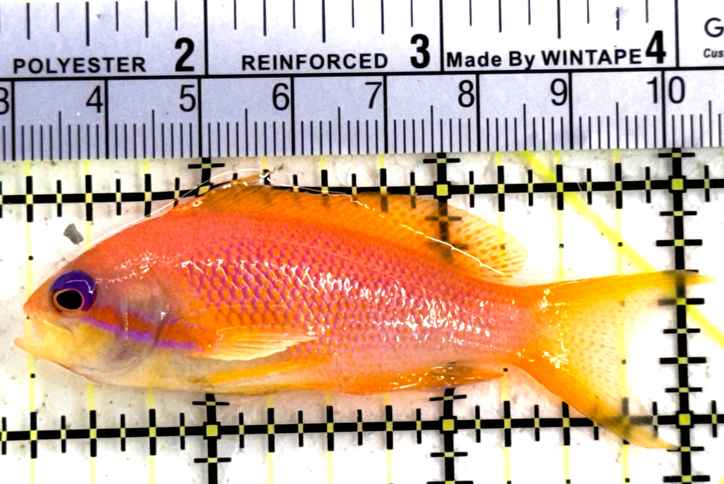 Female Lyretail Anthias (Maldives) FLA122301 WYSIWYG Size: M 3" approx