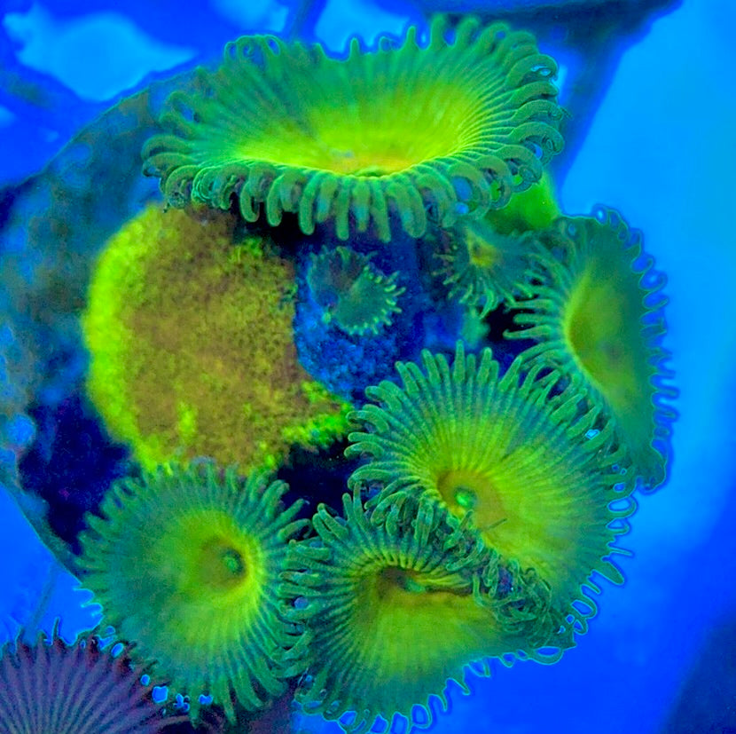 Aquacultured Zoanthids/Playthoa AZP050506 WYSIWYG