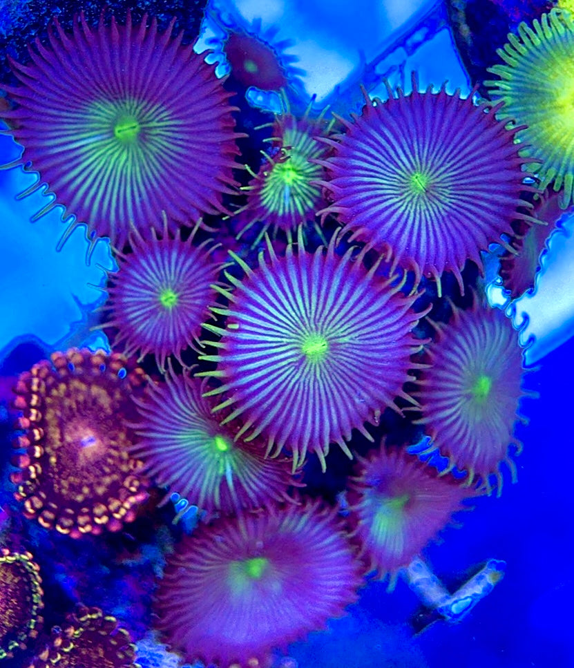 Aquacultured Zoanthids/Playthoa AZP050507 WYSIWYG