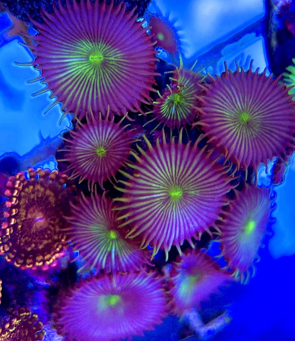 Aquacultured Zoanthids/Playthoa AZP050507 WYSIWYG