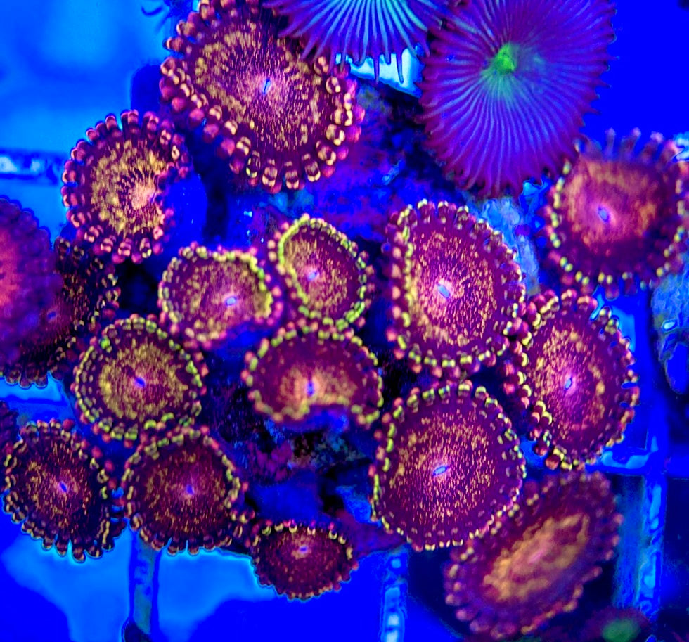 Aquacultured Zoanthids/Playthoa AZP050508 WYSIWYG