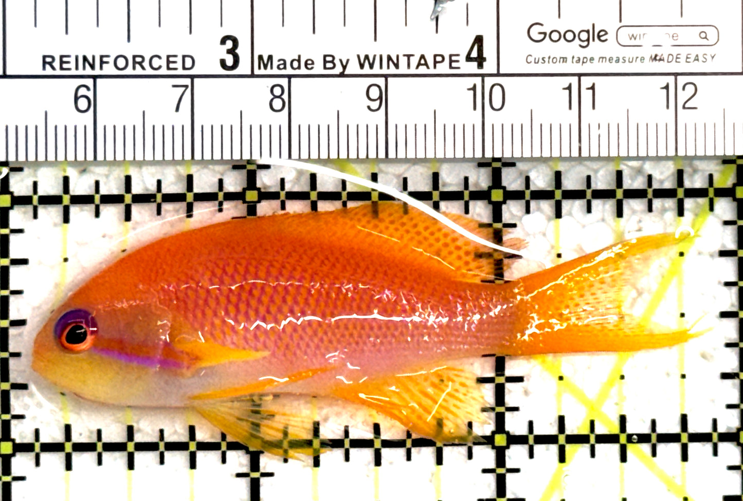 Female Lyretail Anthias (Maldives) FLA122302 WYSIWYG Size: M 2.75" approx