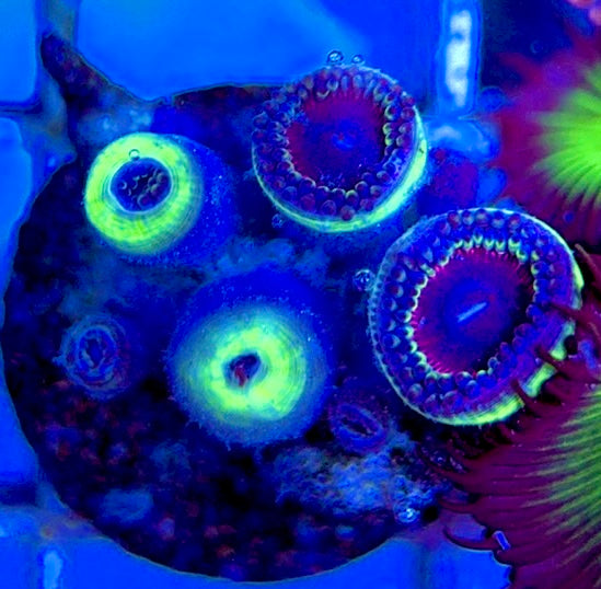 Aquacultured Zoanthids/Playthoa AZP050509 WYSIWYG