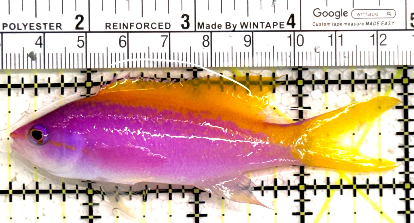 Evan's Anthias EA122302 WYSIWYG Size: XL 3.75" approx