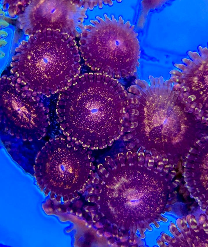 Aquacultured Zoanthids/Playthoa AZP050510 WYSIWYG