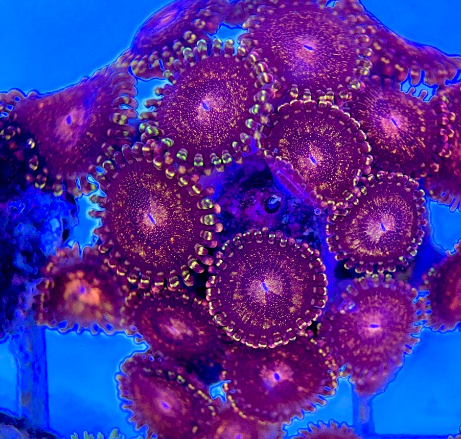 Aquacultured Zoanthids/Playthoa AZP050511 WYSIWYG