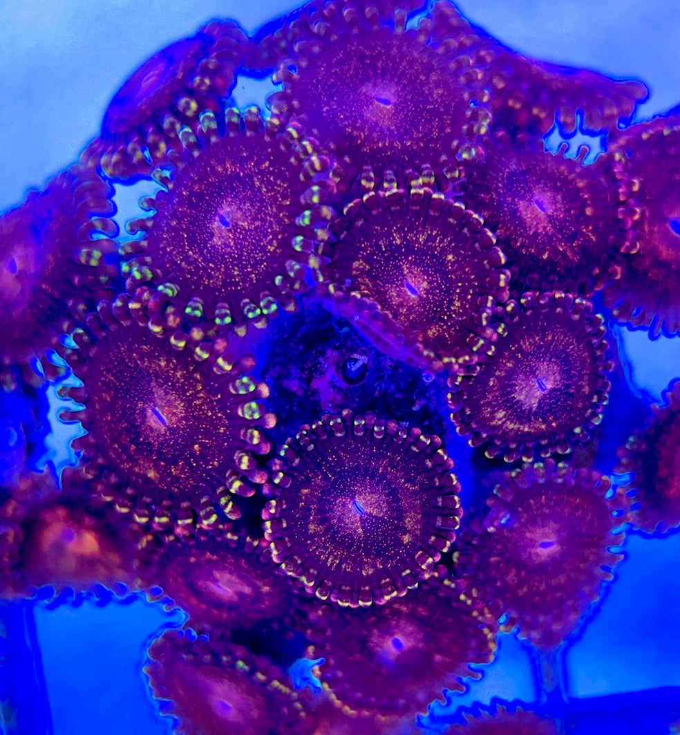 Aquacultured Zoanthids/Playthoa AZP050511 WYSIWYG