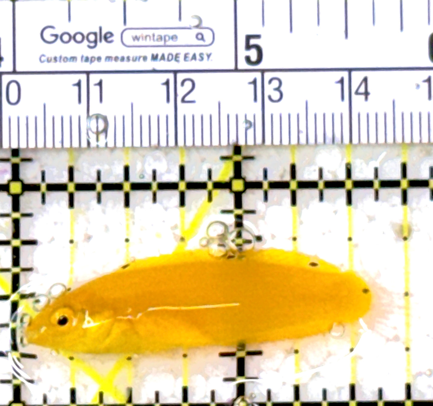 Yellow Coris Wrasse YCW011301 WYSIWYG Size: S 1.75" approx