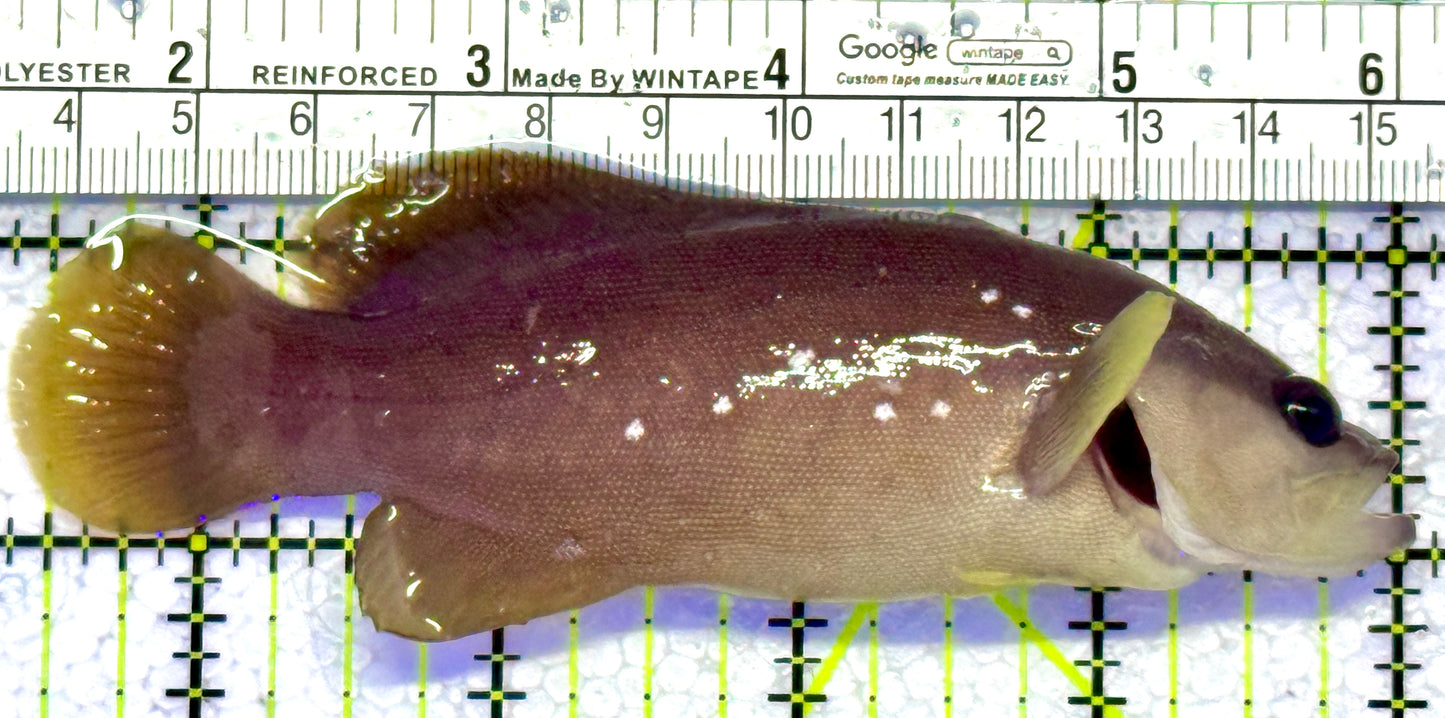 Greater Soapfish GS122602 WYSIWYG Size: 4.75”