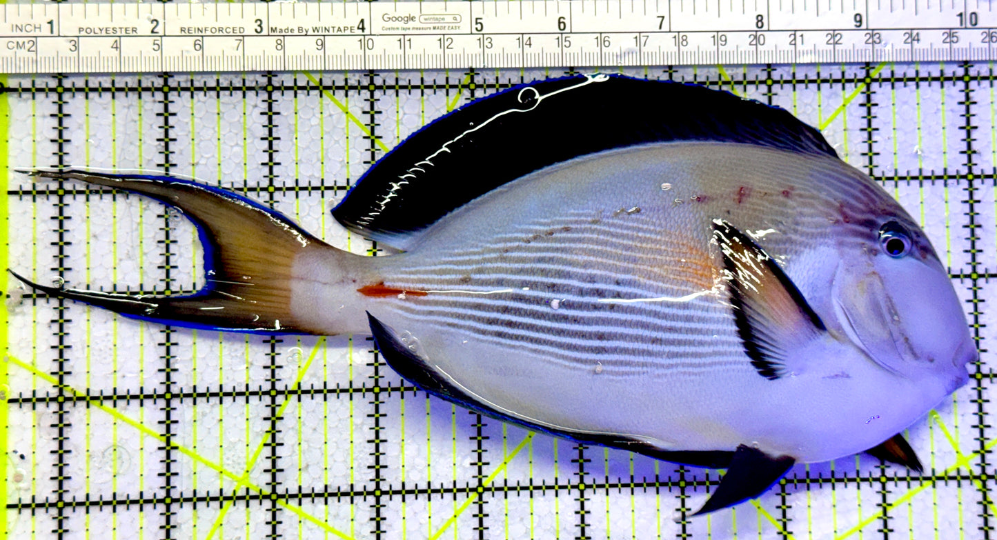 Sohal Tang (Oman Special Grade Red Sea) ST122602 WYSIWYG Size: SHOW 9.5"