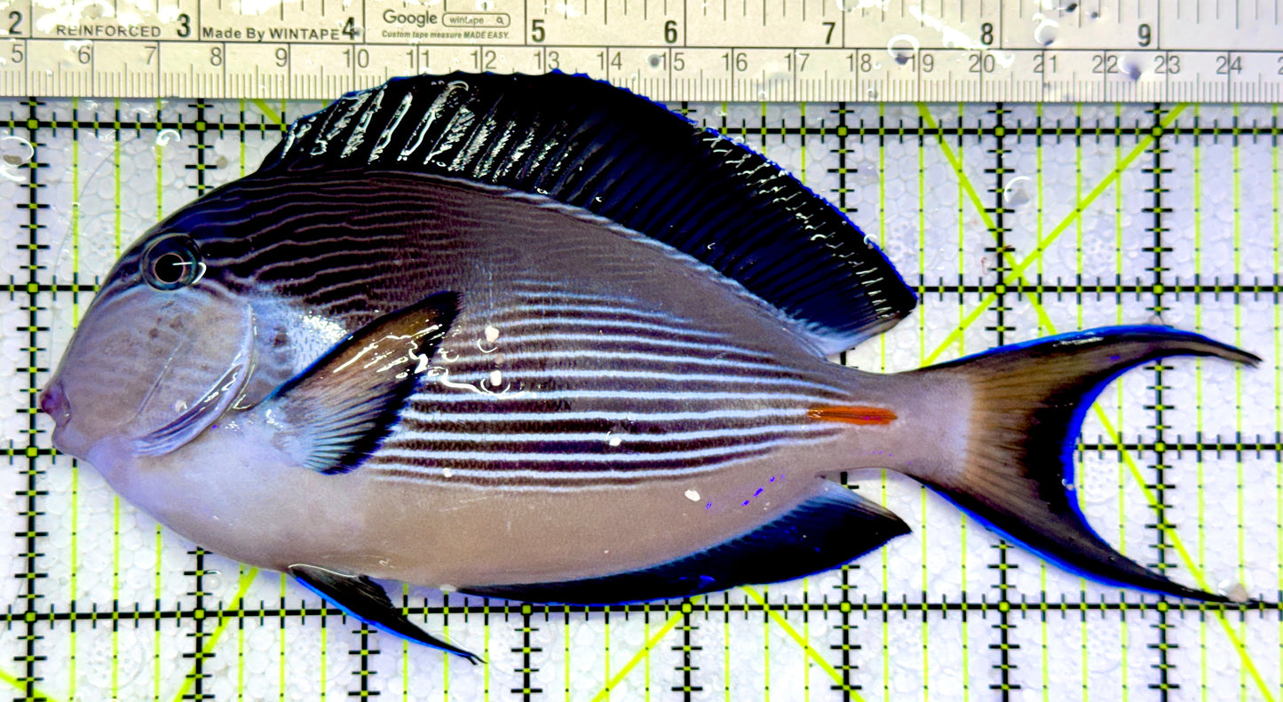 Sohal Tang (Oman Special Grade Red Sea) ST122602 WYSIWYG Size: XXL 7.75"