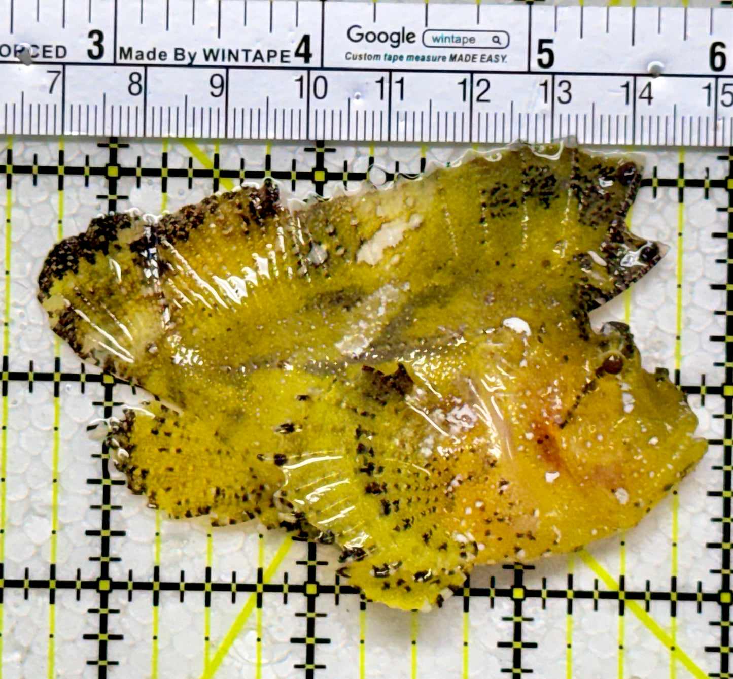 Golden Leaf Fish GLF122601 WYSIWYG Size L: 3.5"