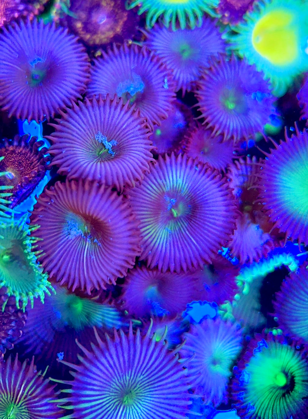 Aquacultured Zoanthids/Playthoa AZP050602 WYSIWYG